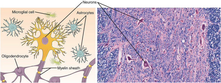 Cells Regeneration: 4 Types of tissue in the Human Body - Daily Medicos