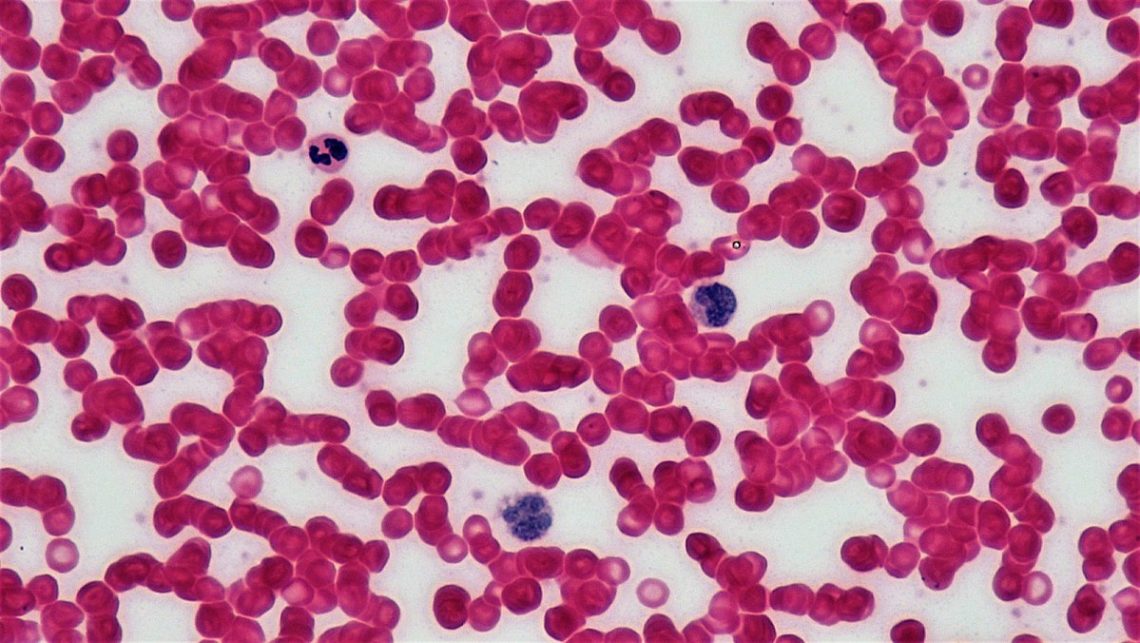 Cells Regeneration: 4 Types of tissue in the Human Body - Daily Medicos