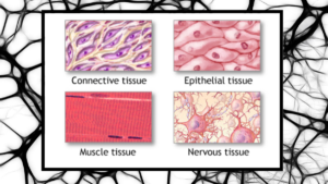 4 types of tissue