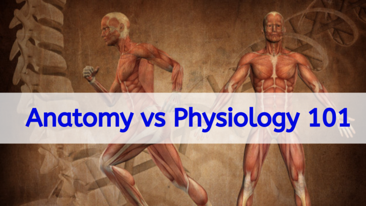Anatomy vs Physiology 101: How can we make a difference between anatomy ...