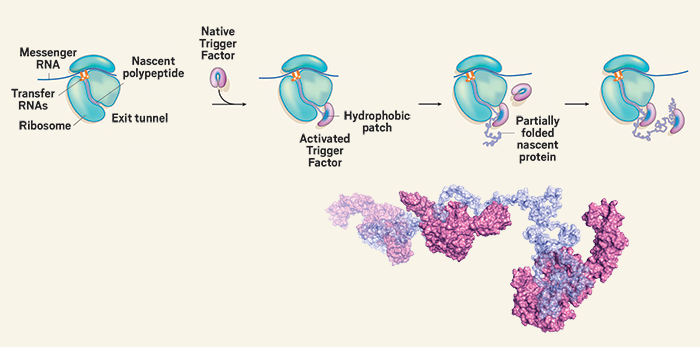 Why Is Protein Folding Important In Biology [detailed Guide] Daily Medicos