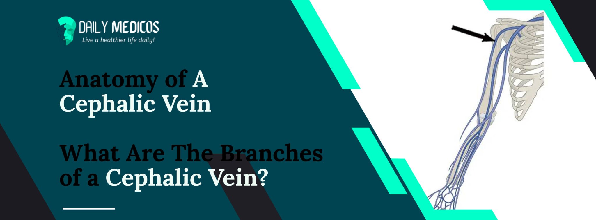 Cephalic vein [Key Facts You Should Know About It] Daily Medicos