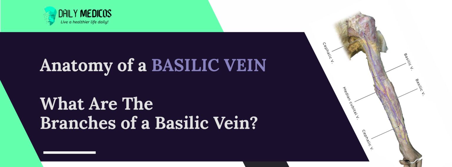 BASILIC VEIN [Key facts You Should Know About it] Daily Medicos
