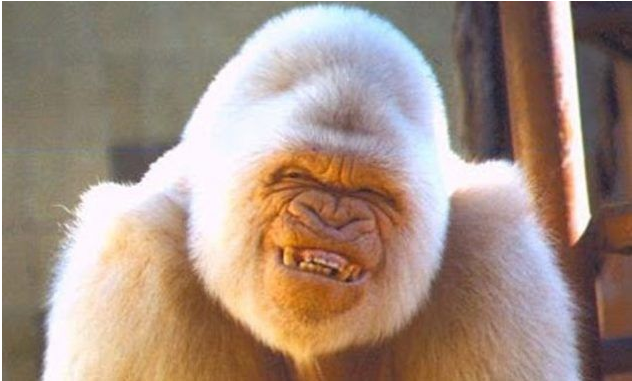 Down Syndrome In Animals A Myth Or A Reality Daily Medicos