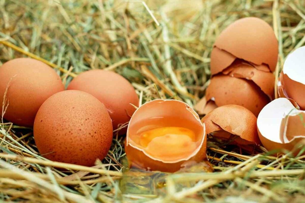 Can You Eat Fertilized Eggs? Are Fertilized Eggs Safe to Eat? Daily