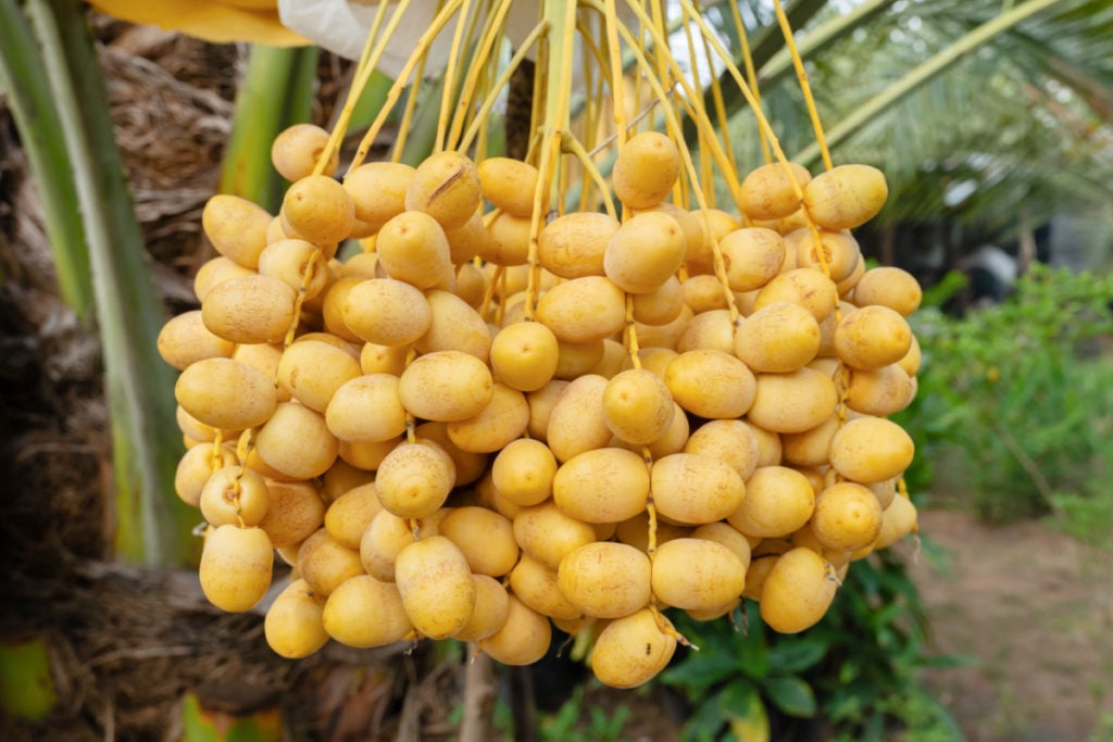 Are Dates Keto Friendly? Daily Medicos