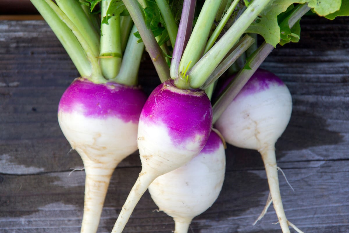 Turnips Everything You Should Know Daily Medicos